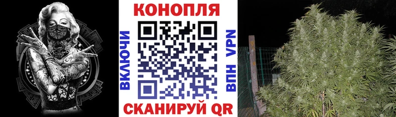 как найти   Колпашево  Конопля Amnesia 